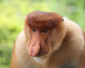 Proboscis Monkey Borneo