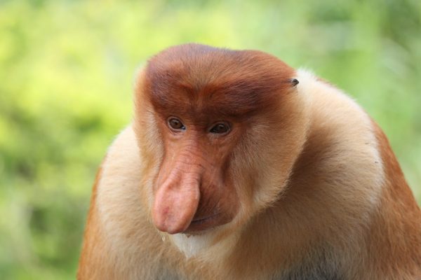 Proboscis Monkey Borneo