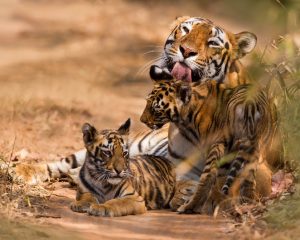 Tiger in Ranthambore India Tour