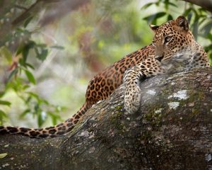 SRI LANKA TOUR MYHOLIDAY2 LEOPARD