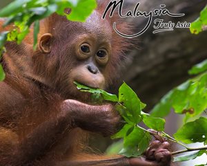 MyHoliday2 Best Of Borneo Sabah & Sarawak