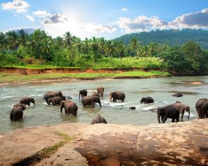 Sri Lanka tour with flights MyHoliday2 - Pinnawela Elephant orphanage