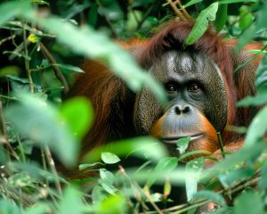 black friday travel deals borneo