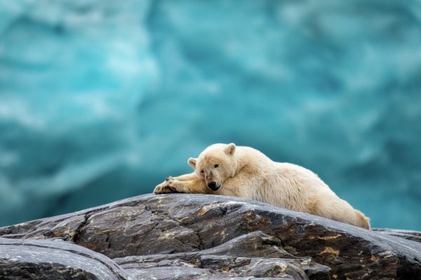 The Svalbard Line Hurtigruten
