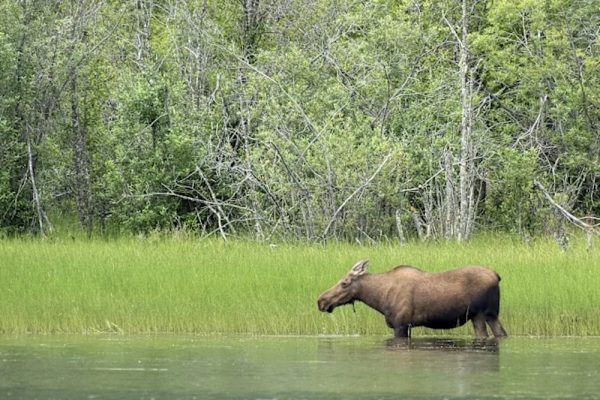 Alaska and British Columbia – Inside Passage