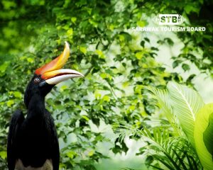 Sarawak Tour Borneo