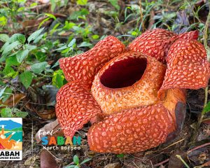 Cultural & Wildlife Borneo Tour