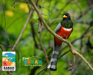 Tabin Wildlife Reserve bird watching tour