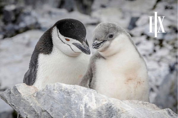 23 Day Life Returns - Springtime Expedition to Antarctica