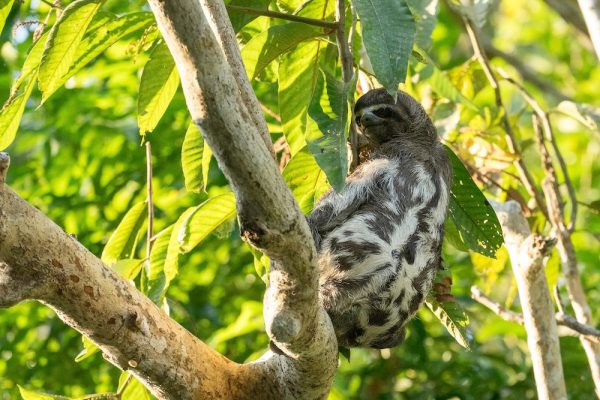 11 Day Amazon River Cruise