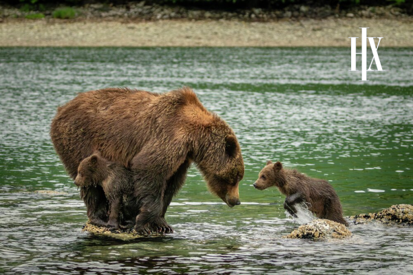 18 Day Alaska Inside Passage | Northbound - 2027