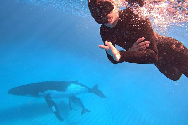 8 Day Tonga Whale Swim Package