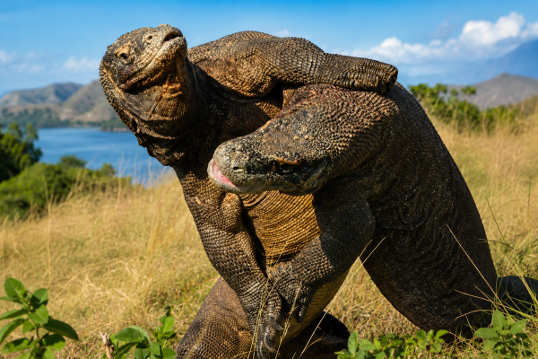 10 Day Flores & Komodo Adventure