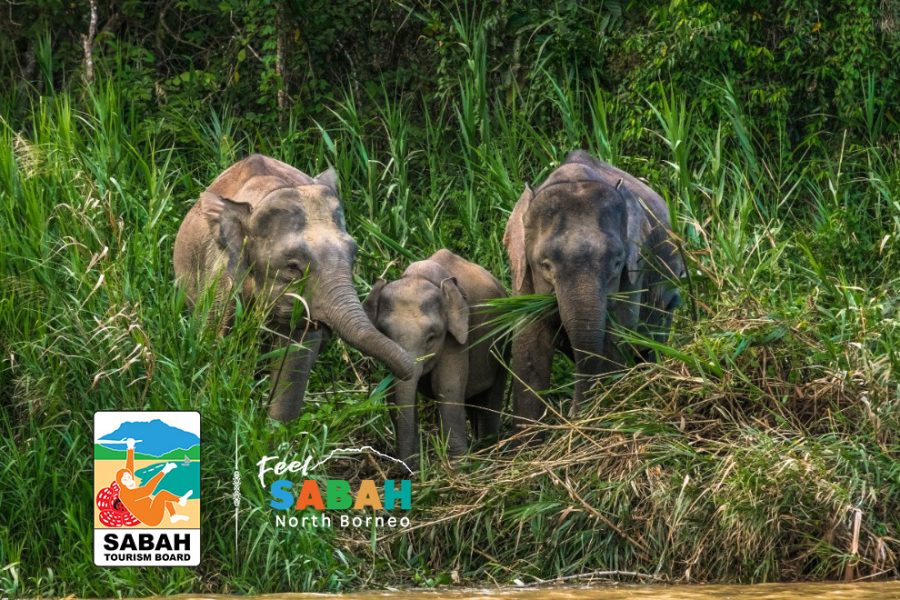 10 day borneo wildlife adventure