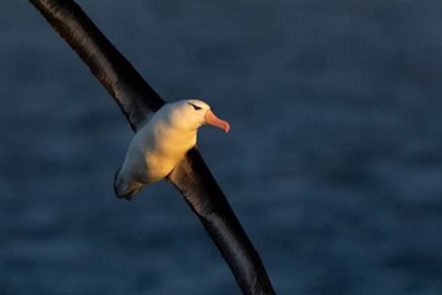 18 Day Antarctica and Falklands - SOUTH - Antarctica_At_Sea_1