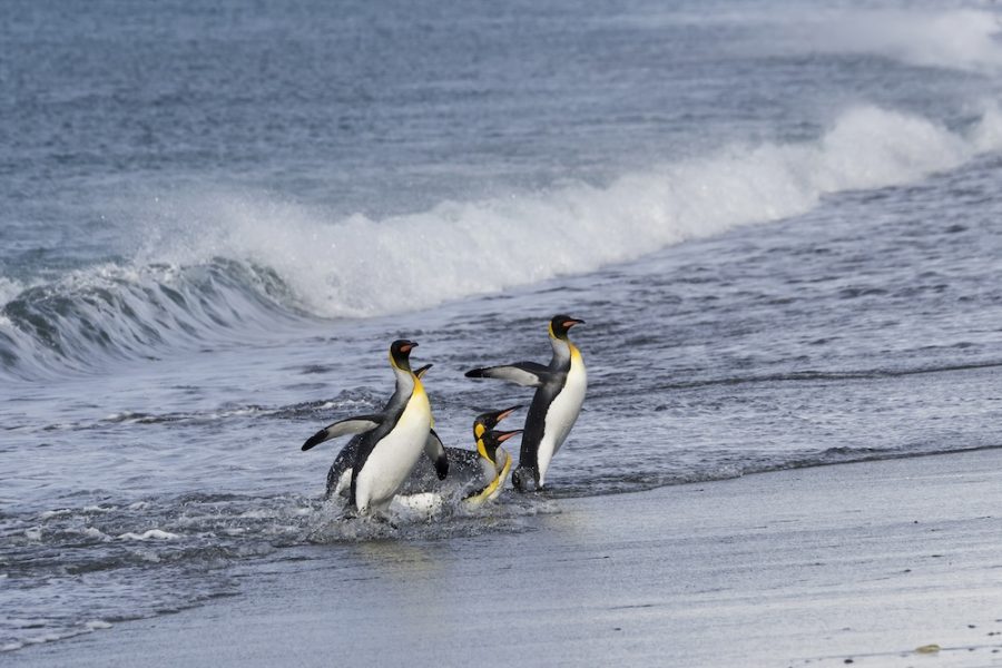 Group ofKing penguin, Aptenodytes patagonicus, coming out of the water, Salisbury Plain, South Georgia Island, Antarctic