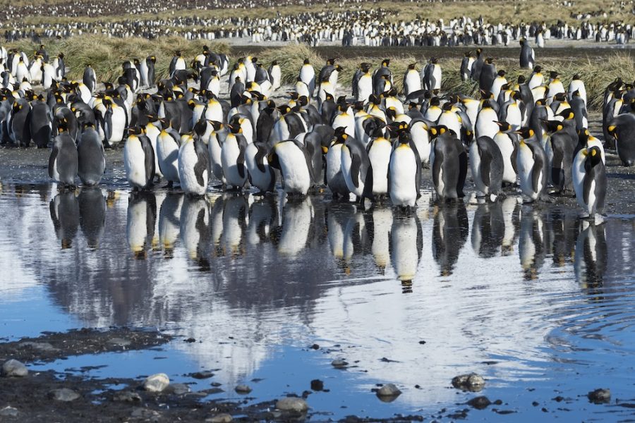 Group ofKing penguins, Aptenodytes patagonicus, reflecting in water, Salisbury Plain, South Georgia Island, Antarctic