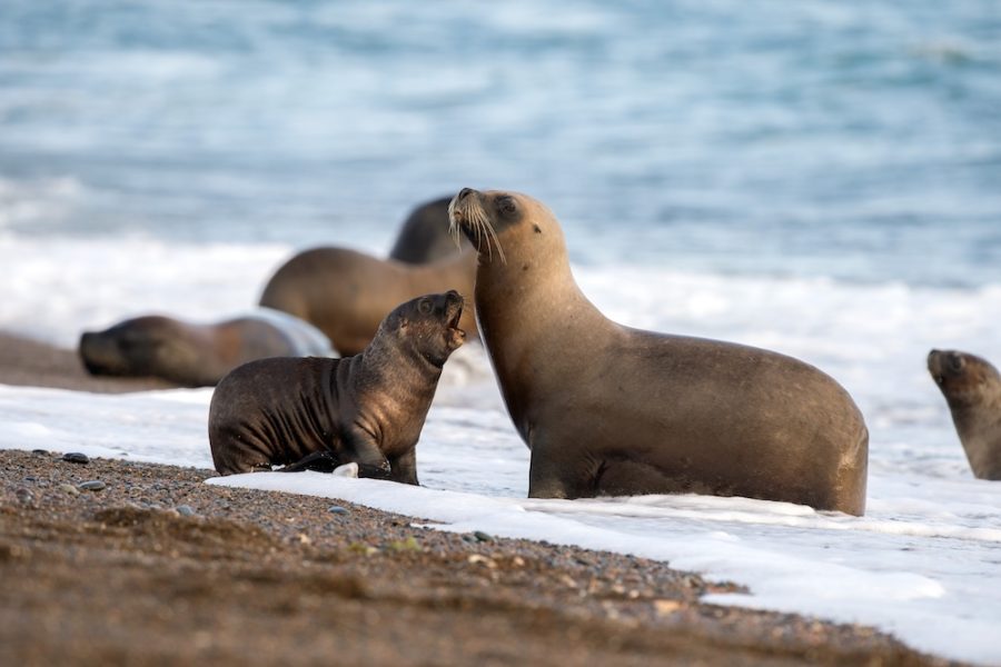 patagonia sea lion portrait seal on the beach