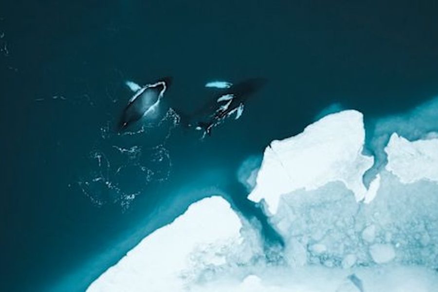 18 Day Greenland, Labrador and Newfoundland whales-greenland-hgr-144883_1920-photo_stian__klo