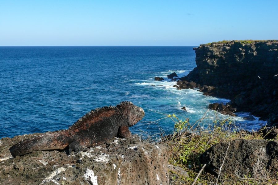 A marine iguana liiking over the sea with cliffs in the background, Galapagos Islands, Ecuador