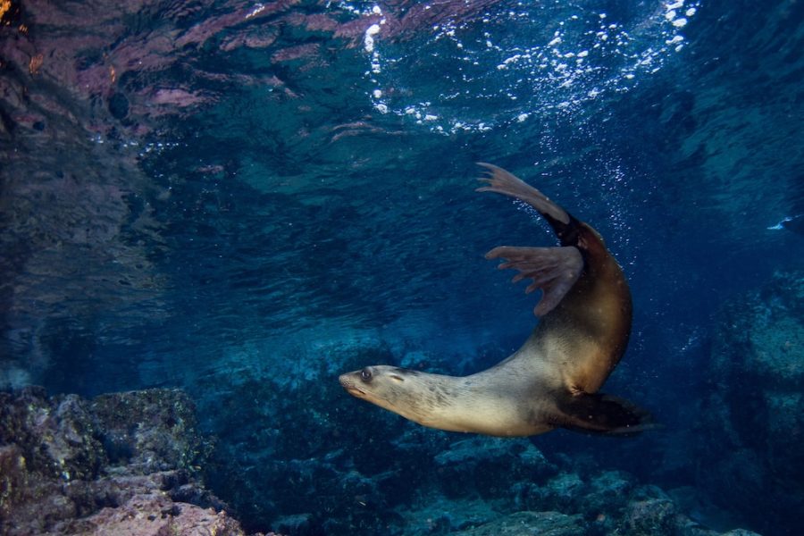 sea lion seal coming to you underwater