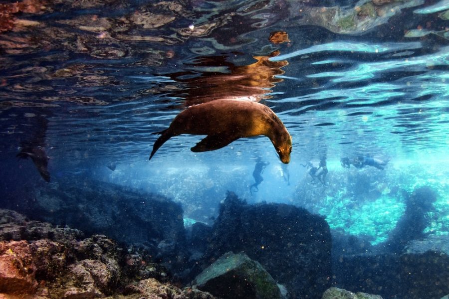 puppy sea lion seal coming to you underwater