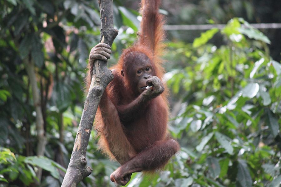 Borneo Orangutan MyHoliday2 Tour Borneo