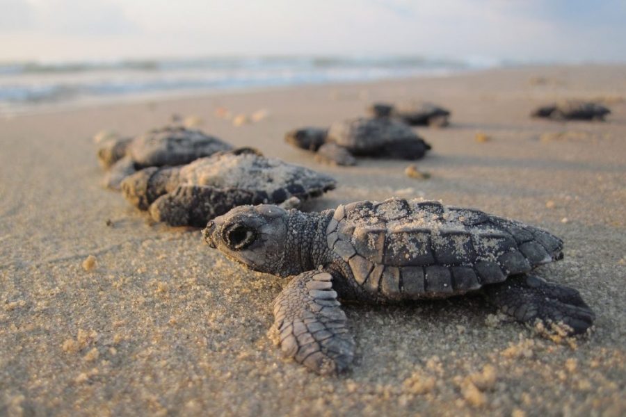 2 for 1 borneo tour baby turtles selingan island