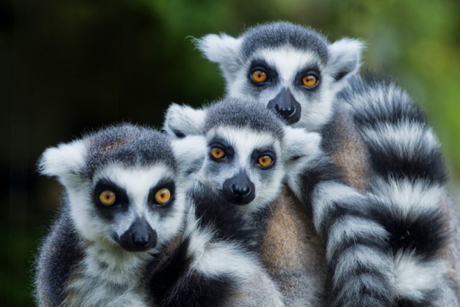 lemur monkey family on the grass