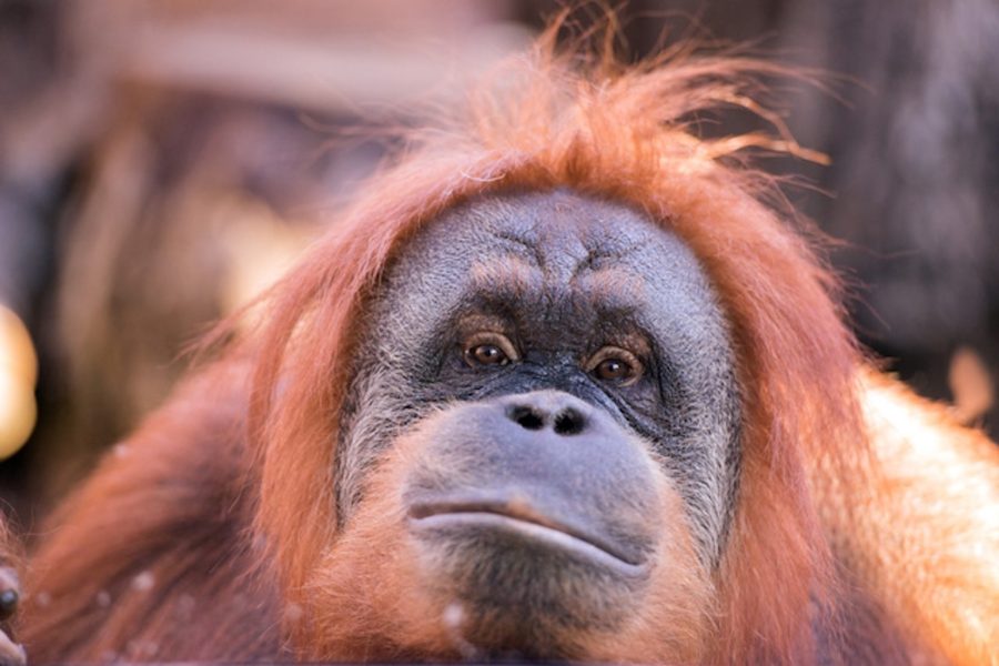 orang utan monkey portrait while looking at yuo