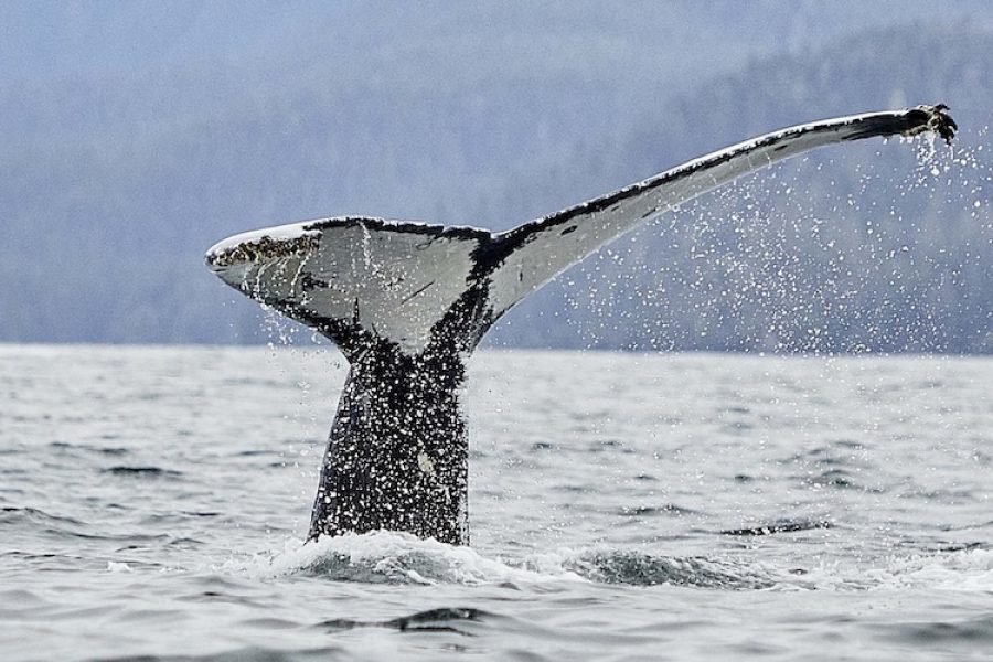 Alaska, Travel, Sitka, Wildlife, Landscape, Hurtegruten