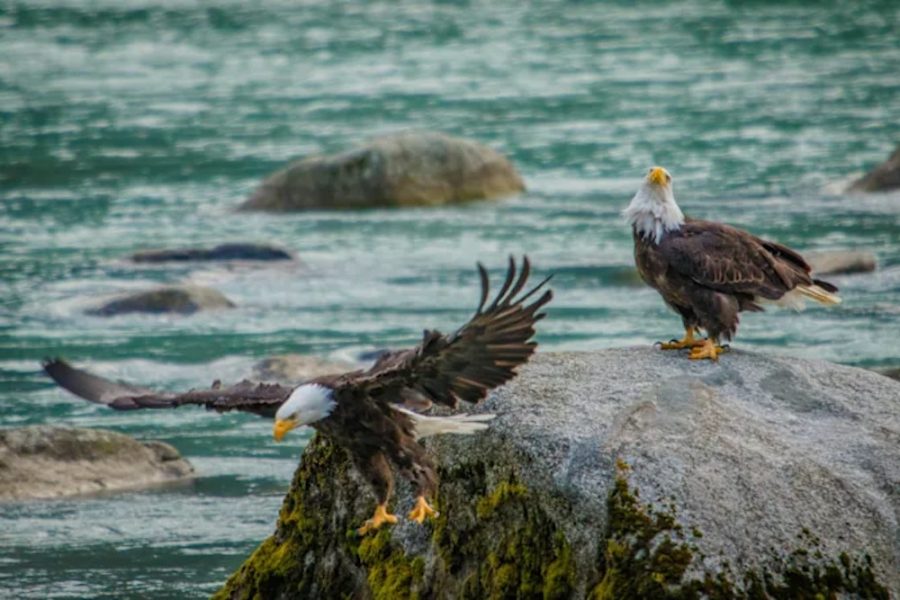 Alaska and British Columbia – Inside Passage Haines_Alaska_HGR_161492_Photo_Shutterstock.jpg copy