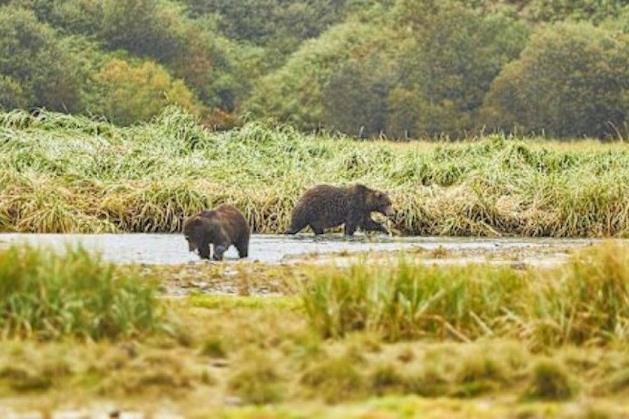 Alaska and British Columbia – Inside Passage Kodiak_1283_Ashton_Ray_Hansen