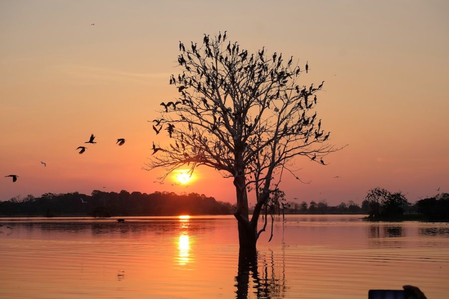 Amazon River Cormorans-vigua-coucher-de-soleil-Mathieu-Ramus