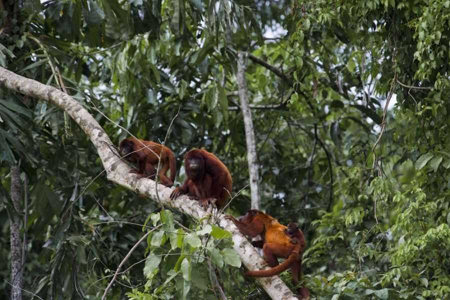Amazon River Perou-Amazone-animaux-singes