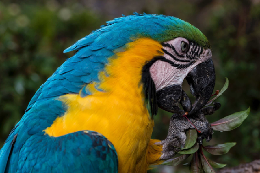 Amazon River Perou-Amazone-fleuve-perroquet