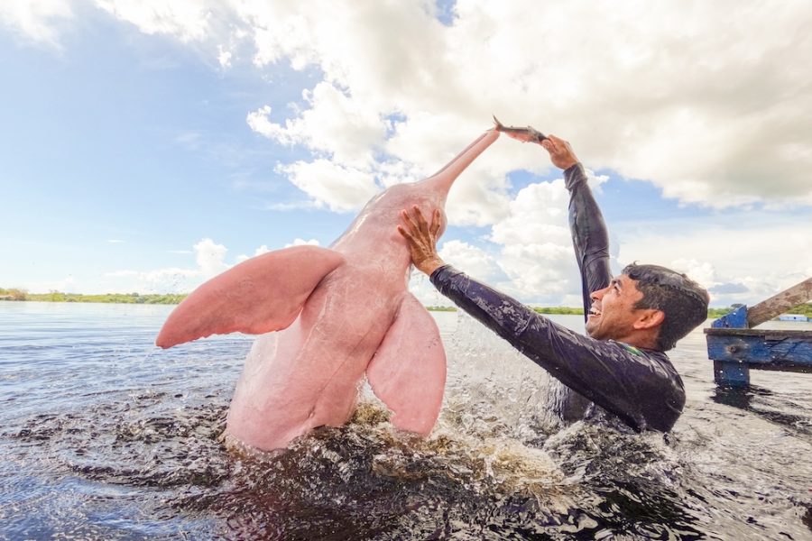 Amazon River boto-dauphin-rose-plongeur-Grands-espaces
