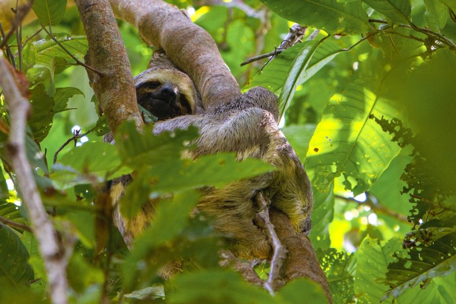 Amazon River paresseux-a-trois-doigts-Jean-Robert