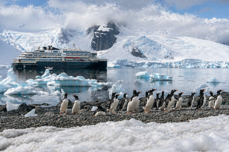 Antarctica - Danco Island - MS Fridtjof Nansen - Gentoo Penguins - HX