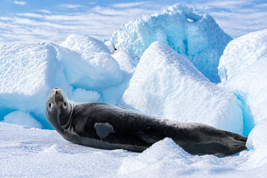 Antarctica - Fournier Bay - Leopard Seal - HX