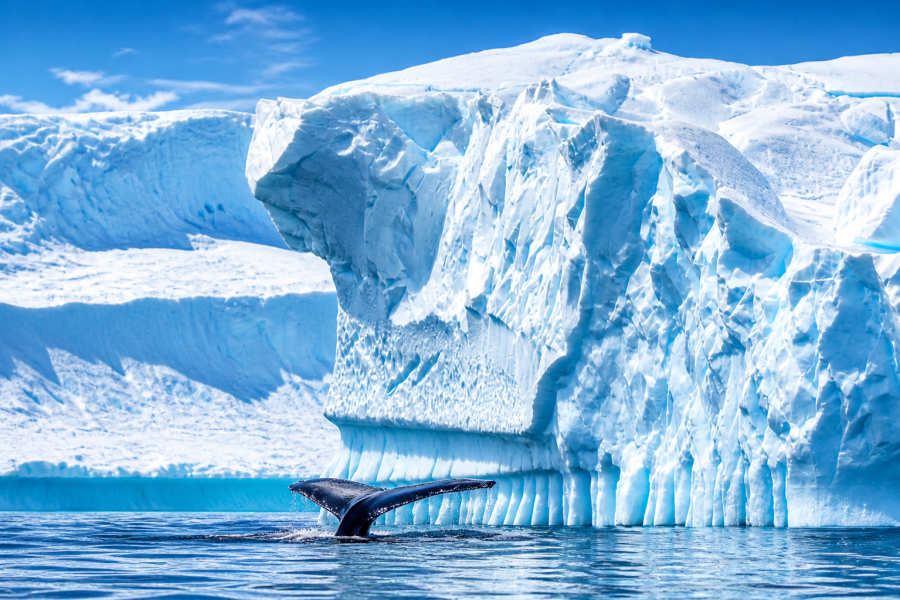 Antarctica - Orne Island - Humpback Whale - HX 1