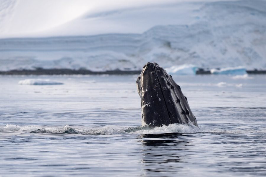 Antarctica_Wilhelmina_Bay_HGR_167118_1080_Photo_Espen_Mills