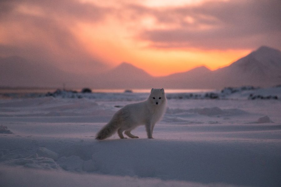 Svalbard Expedition MyHoliday2