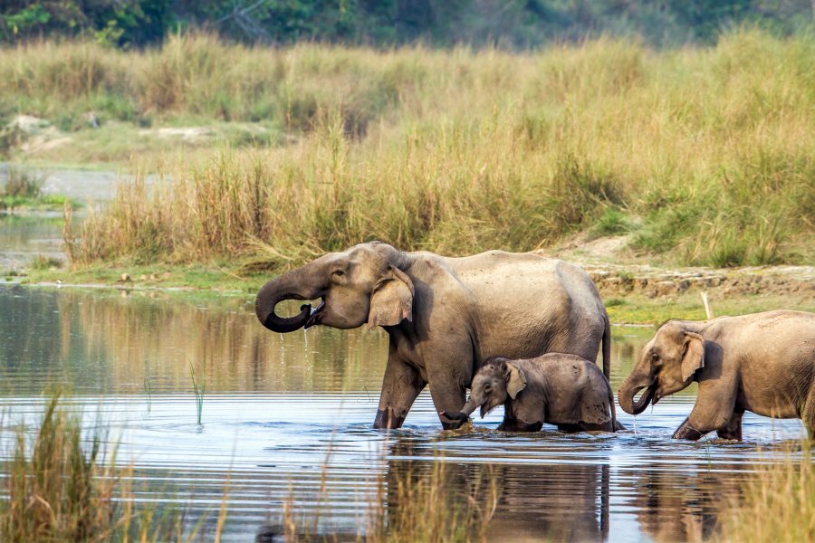 Chitwan national park MyHoliday2 Nepal Tour