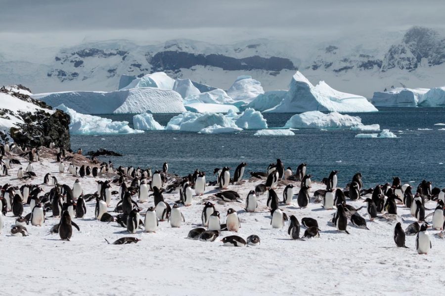 Cuverville-Island-Antarctica-HGR-142036_1920- Photo_Andrea_Klaussner