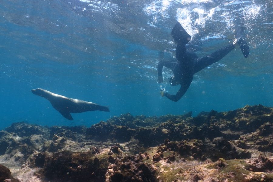 Diver Sea Lion