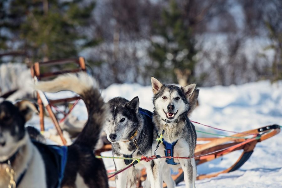 Dog-sledding-Coastal-Expedition-Norway-HGR-136538_1920- Photo_Agurtxane_Concellon