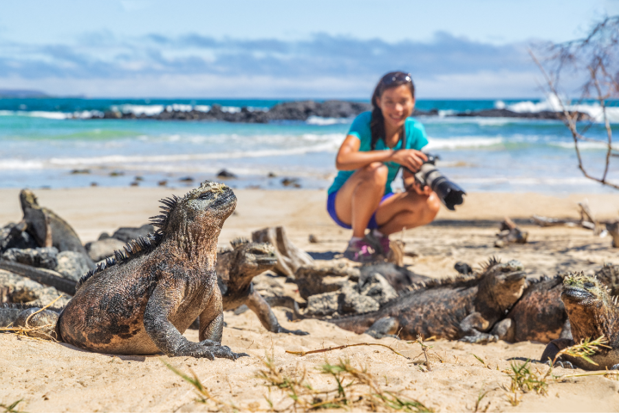 Galapagos, Iguana