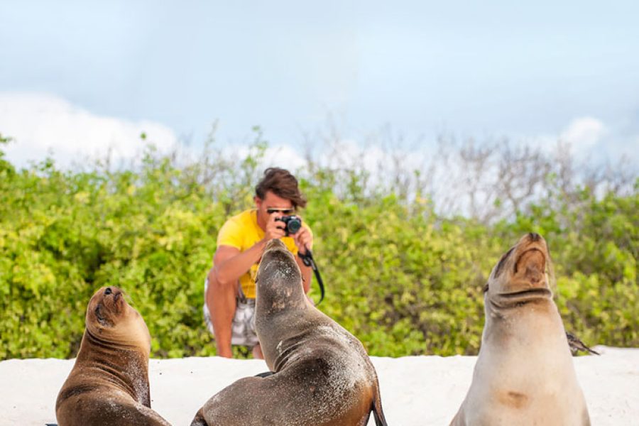 Sea lion