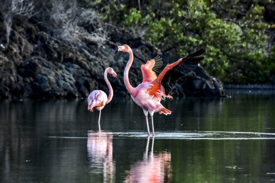 Ecuador-Galapagos-HGR-149965